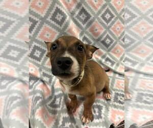 Mutt Dogs for adoption in Rockwall, TX, USA