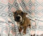 James - Male Mutt Dog for Adoption - Small photo