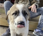 Small Photo #3 Anatolian Shepherd Puppy For Sale in TOPEKA, KS, USA