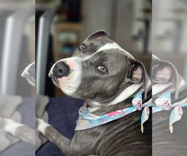 Medium Photo #8 American Bulldog-Unknown Mix Puppy For Sale in miami, FL, USA