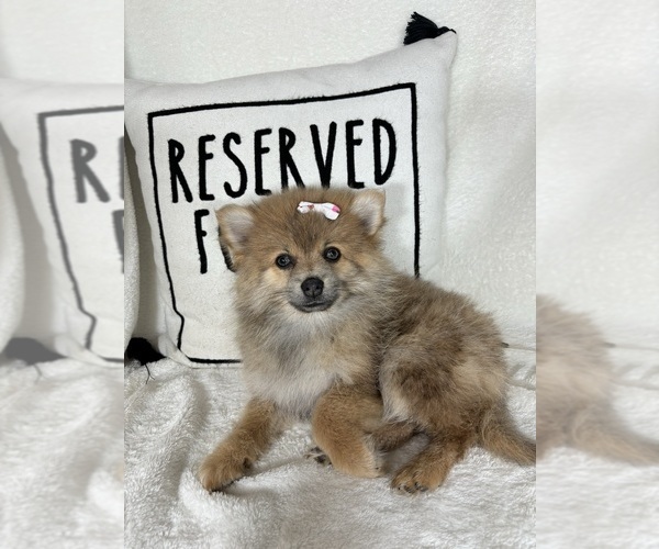 Medium Photo #4 Pomeranian Puppy For Sale in GREENFIELD, IN, USA
