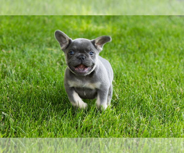 Medium Photo #1 French Bulldog Puppy For Sale in NAPPANEE, IN, USA