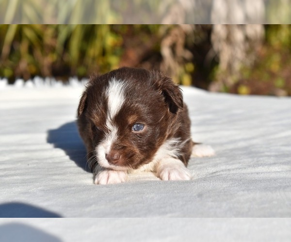 Medium Photo #5 Miniature American Shepherd Puppy For Sale in PALM COAST, FL, USA