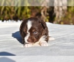 Small #4 Miniature American Shepherd