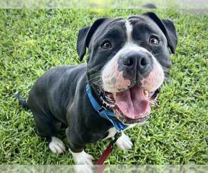 Boxer-Staffordshire Bull Terrier Mix Dogs for adoption in Tallahassee, FL, USA