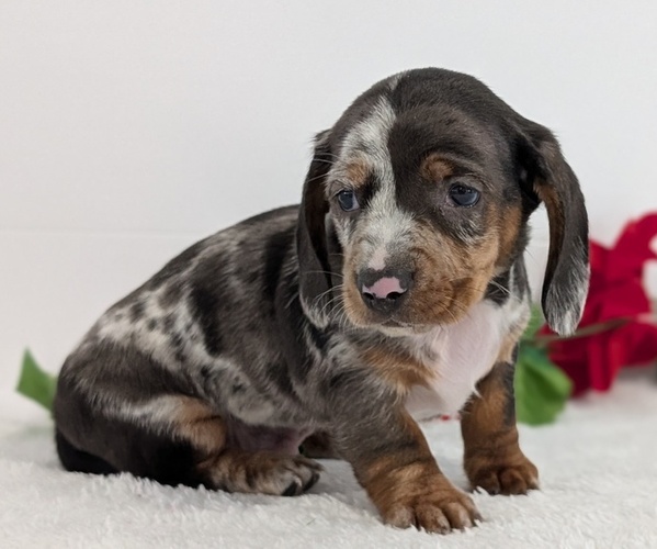 Medium Photo #39 Dachshund Puppy For Sale in GOSHEN, IN, USA