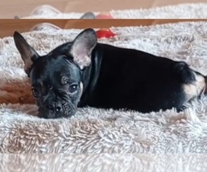 French Bulldog Puppy for sale in TAMPA, FL, USA