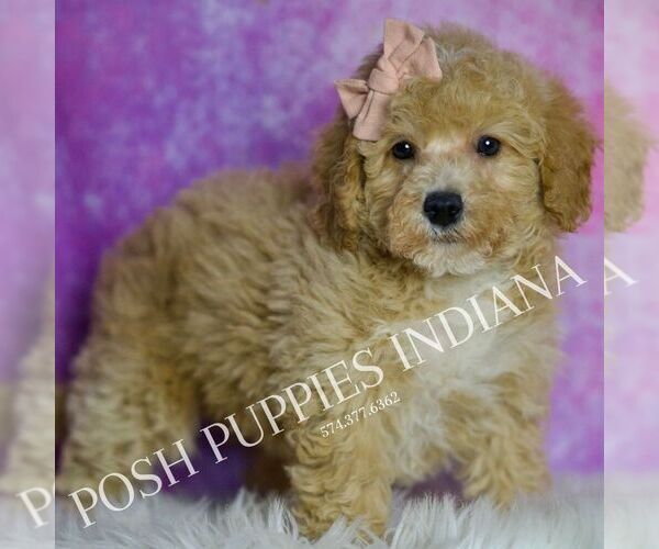 Medium Photo #102 Poodle (Miniature) Puppy For Sale in WARSAW, IN, USA