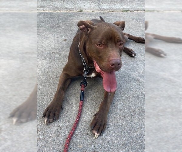 Medium Photo #7 American Staffordshire Terrier-Labrador Retriever Mix Puppy For Sale in Rosenberg, TX, USA