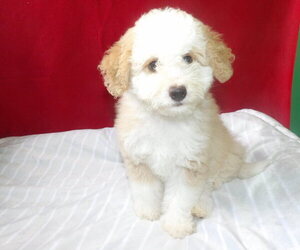 Bernedoodle Puppy for Sale in PATERSON, New Jersey USA