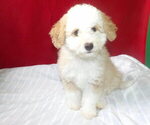 Small Bernedoodle