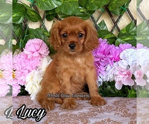 Cavalier King Charles Spaniel Puppy for sale in MIAMI, FL, USA