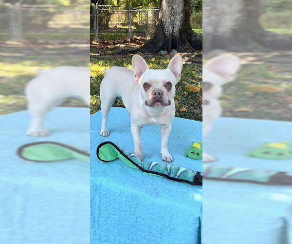 Medium Photo #12 French Bulldog Puppy For Sale in Weston, FL, USA
