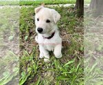 Small #2 German Shepherd Dog