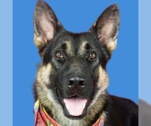 German Shepherd Dog Dogs for adoption in Cupertino, CA, USA