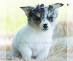 Small Photo #66 Chihuahua Puppy For Sale in WARSAW, IN, USA
