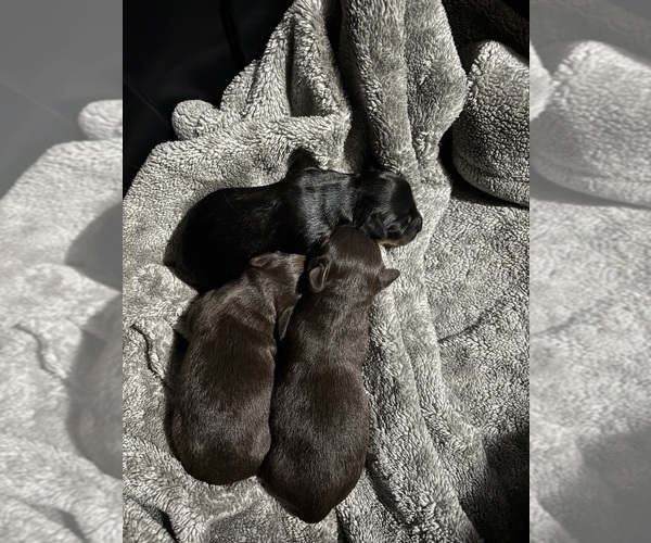 Medium Photo #6 Chiweenie Puppy For Sale in ROANOKE, VA, USA