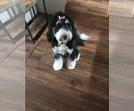 Small Photo #1 Bernedoodle Puppy For Sale in HOLLY, MI, USA