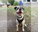 Small Mutt