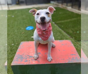 Jack Russell Terrier-Unknown Mix Dogs for adoption in Calhoun, GA, USA