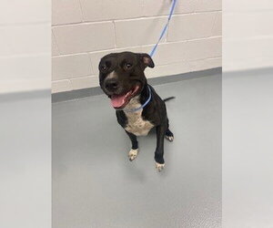 Mutt Dogs for adoption in St. Cloud, FL, USA