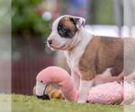Small #3 Boxer Mix