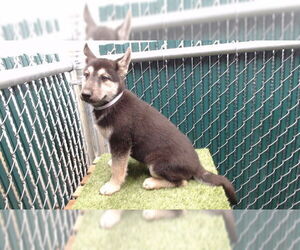 Siberian Husky Dogs for adoption in Downey, CA, USA