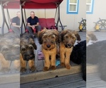 Small Photo #1 Briard Puppy For Sale in BONANZA, OR, USA