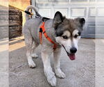 Small #2 Alaskan Malamute