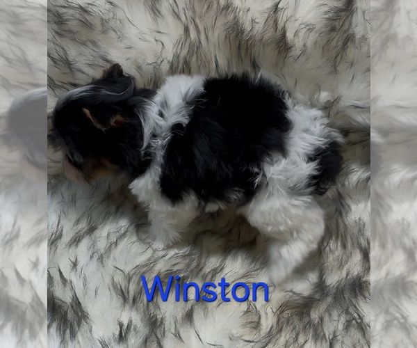 Medium Photo #3 Yorkshire Terrier Puppy For Sale in AZLE, TX, USA