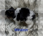 Winston - Male Yorkshire Terrier Puppy for Sale - Photo #3