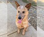 Small Australian Cattle Dog