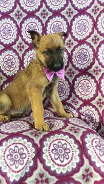 Medium Photo #4 Malinois Puppy For Sale in LANCASTER, PA, USA