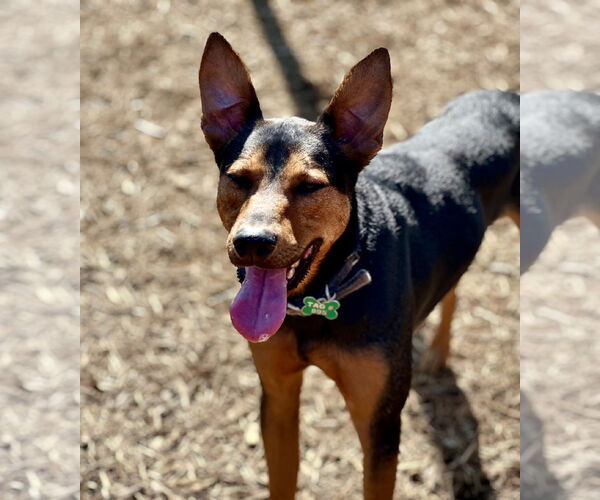 Medium Photo #2 Doberman Pinscher-Unknown Mix Puppy For Sale in Houston, TX, USA