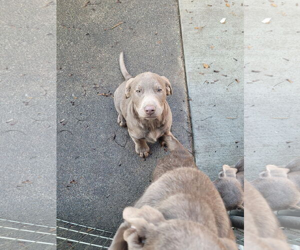 Medium Photo #4 Labrador Retriever Puppy For Sale in Sequim, WA, USA