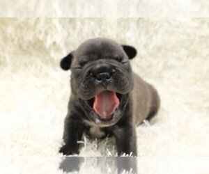 English Bulldog Puppy for sale in DALLAS, TX, USA