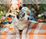 Small Photo #4 Australian Shepherd Puppy For Sale in LILBURN, GA, USA