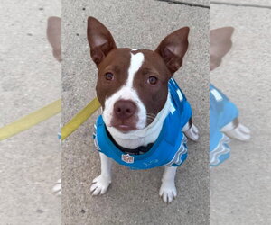 Mutt Dogs for adoption in Clarkston, MI, USA