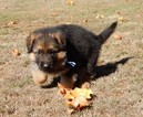 Small Photo #12 German Shepherd Dog Puppy For Sale in FOREST GROVE, OR, USA