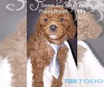 Small Photo #6 Cavapoo Puppy For Sale in BEAUFORT, SC, USA