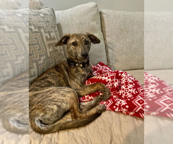 Medium Photo #5 Mutt Puppy For Sale in Brewster, NY, USA