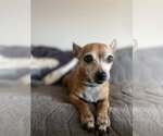 Small #6 Chihuahua