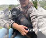 Small Photo #2 Mutt Puppy For Sale in Hinton, WV, USA