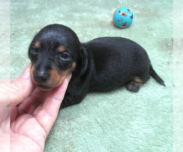 Medium Photo #1 Dachshund Puppy For Sale in RATTAN, OK, USA