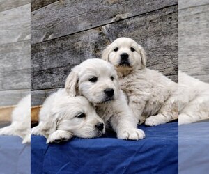 English Cream Golden Retriever Puppy for sale in SPIRIT LAKE, ID, USA