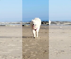 Samoyed Puppy for sale in OCEANSIDE, CA, USA
