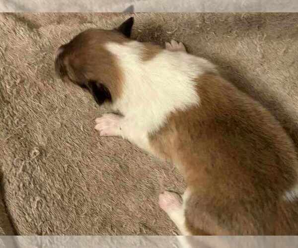 Medium Photo #18 Collie Puppy For Sale in HIGH POINT, NC, USA