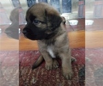 Small Photo #12 Leonberger-Saint Bernard Mix Puppy For Sale in BATH, NY, USA