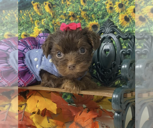 Medium Photo #1 Shorkie Tzu Puppy For Sale in SELLERSBURG, IN, USA