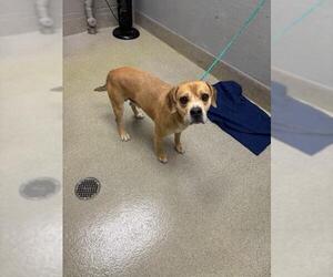 Mutt Dogs for adoption in Las Vegas, NV, USA